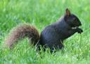 blacksquirrel thumbnail