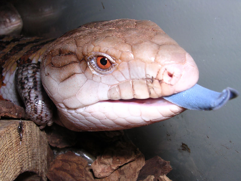 Skinks As Pets. the blue tongued skink is