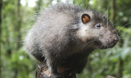 Mallomys woolly rat