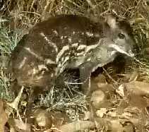 mouse-deer3