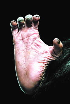 Chimpanzee Feet