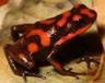 reddish frog