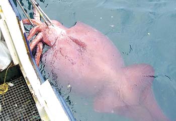 Colossal Squid Colossal Squid