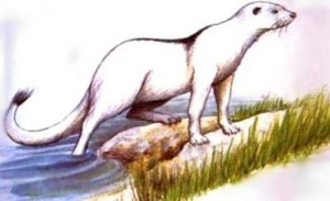 dobharchu
