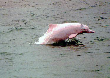 Albino Porpoise