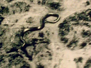 Giant Congo Snake 04
