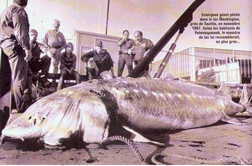 giant monster fish
