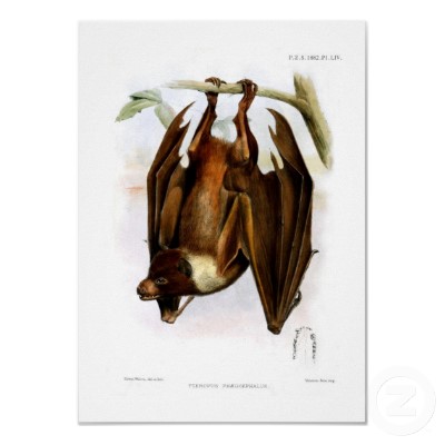 flying_fox_publicdomain