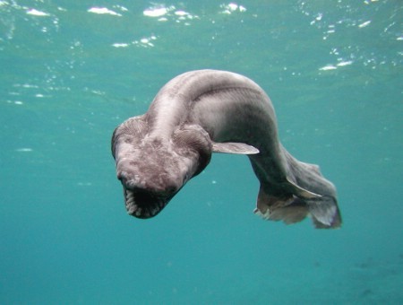 frilled_shark.jpg