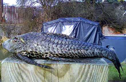 biggest fish dinosaur