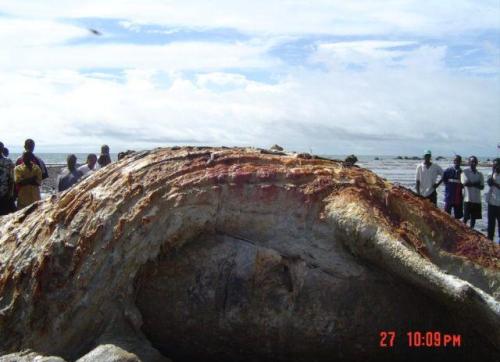 Giant Sea Turtle