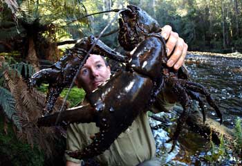 Tasmanian Land Crayfish