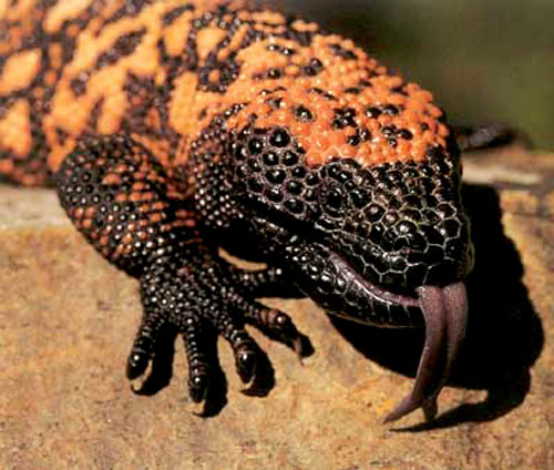 http://www.cryptomundo.com/wp-content/uploads/gila-monster-hissing.jpg