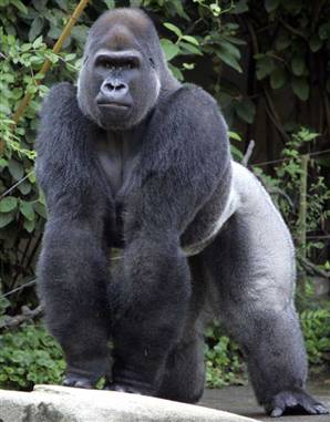 Gorilla Wild Animals Wallpapers 