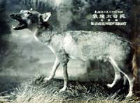 japanese wolf japanese wolf