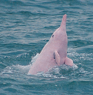 pink dolphin