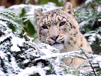 Pics Of Snow Leopards. Once again, I highly recommend