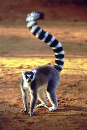 Calabasas “Lemur” Spotting