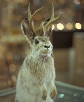 Rabbits With Antlers