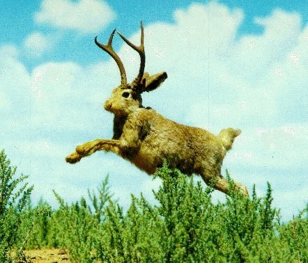 jaunty-jackalope.jpg