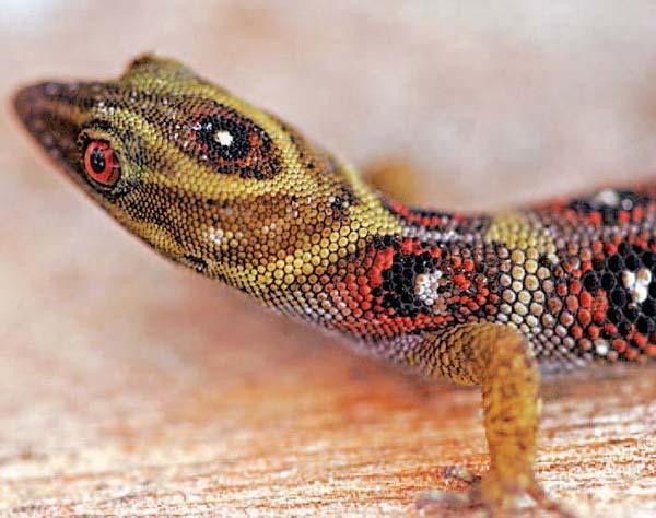 Day Lizard