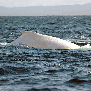 Andromède et La Baleine  dans BALEINE migaloo_500x500_t350