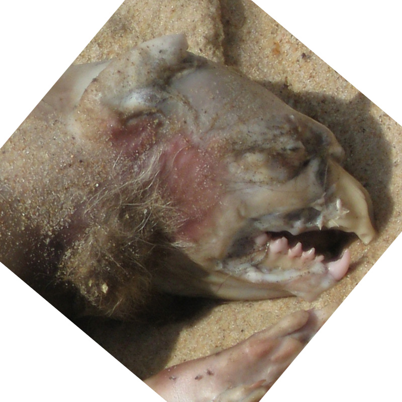 There can be little doubt that the Montauk Monster is a media phenomenon