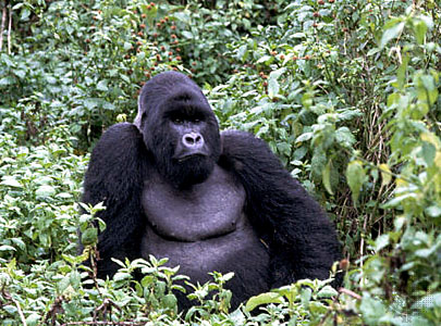 eastern lowland gorilla