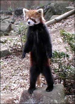 Red-Panda-Standing