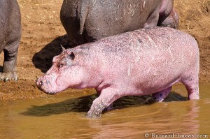 Pink Hippopotamus