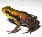 yellowish%20frog