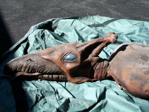 pterodactyl pool float