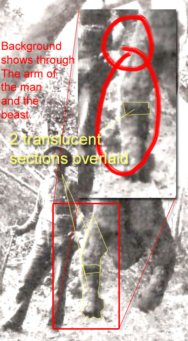 dead bigfoot photographs