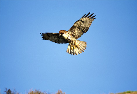  Tailed Hawk on Red Tailed Hawk
