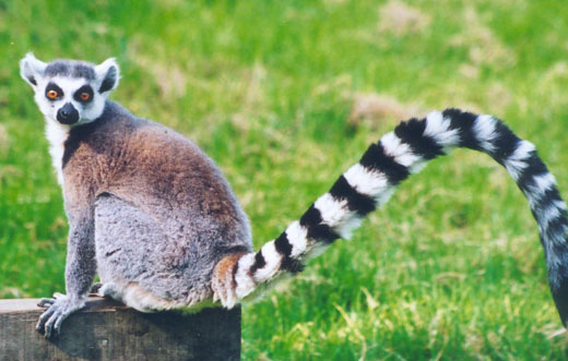 ring-tailed-lemur.jpg