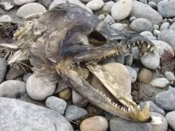 salmon_skull