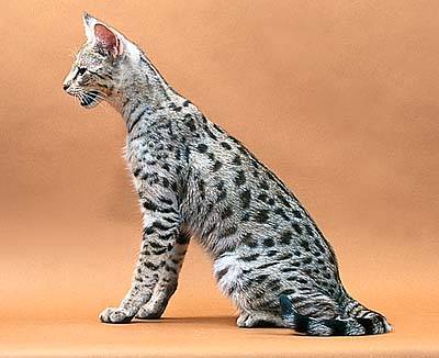 savannah_cats-side_view.jpg