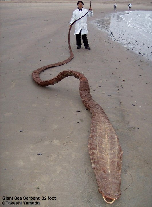 Sea Serpent Carcass or Gaff