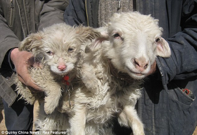 Weird Sheep