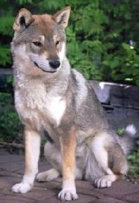 Japanese+dog+breeds+list