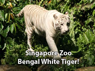 Singapore  Attack Pictures on Singapore Zoo White Tiger