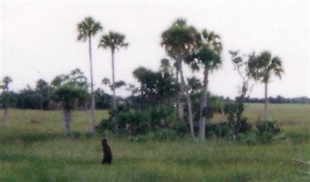 florida skunk ape