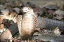 spitting cobra2