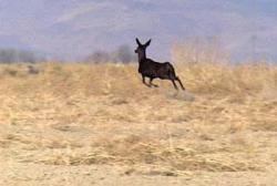 black mule deer thumbnail