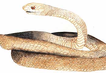 An illustration of a central ranges taipan.