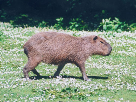 Capybara