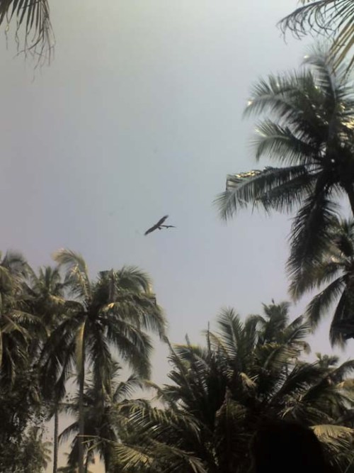 thunderbird_in_kerala.jpg