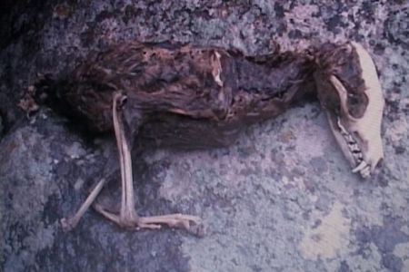 Weird Bird Carcass Weird Bird Carcass