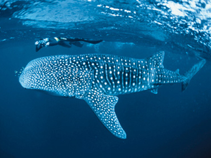 whale shark images. mysterycardB4