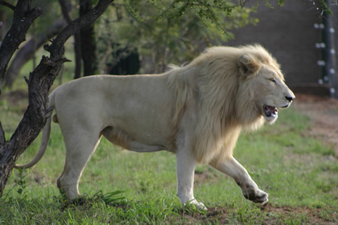Cryptomundo » WHITE LIONs